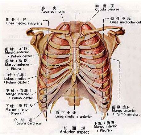 胸部的位置